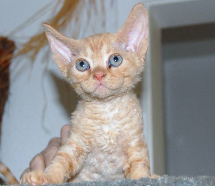 TexLapkatz Devon Rex