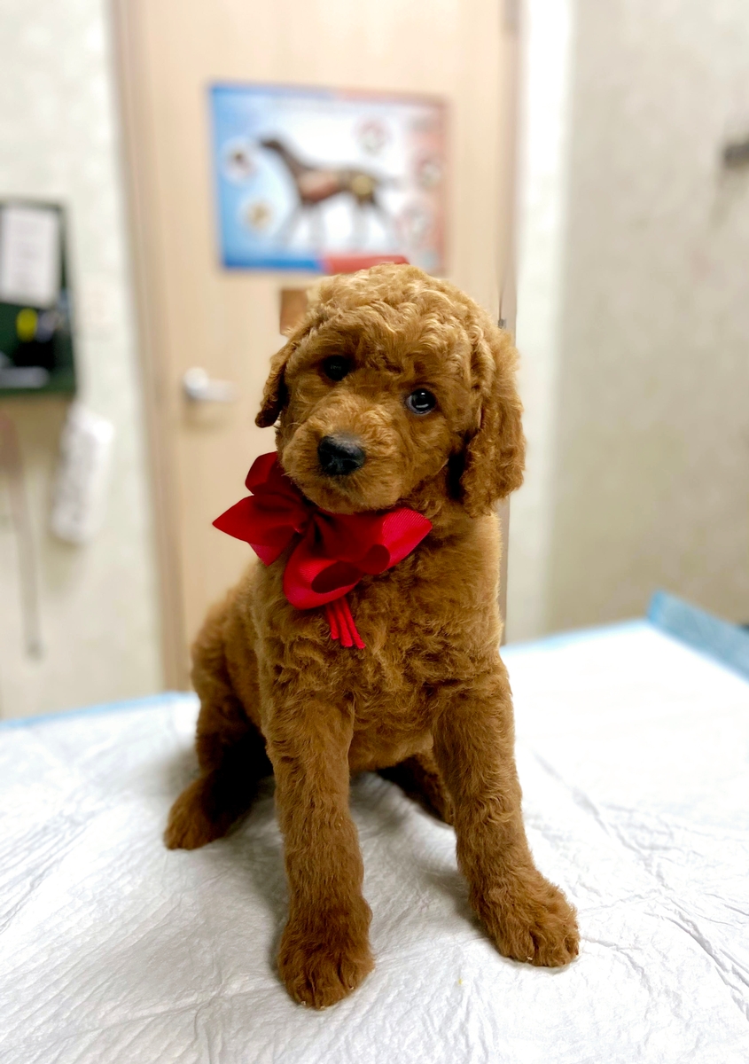 Wimberly Texas Doodles