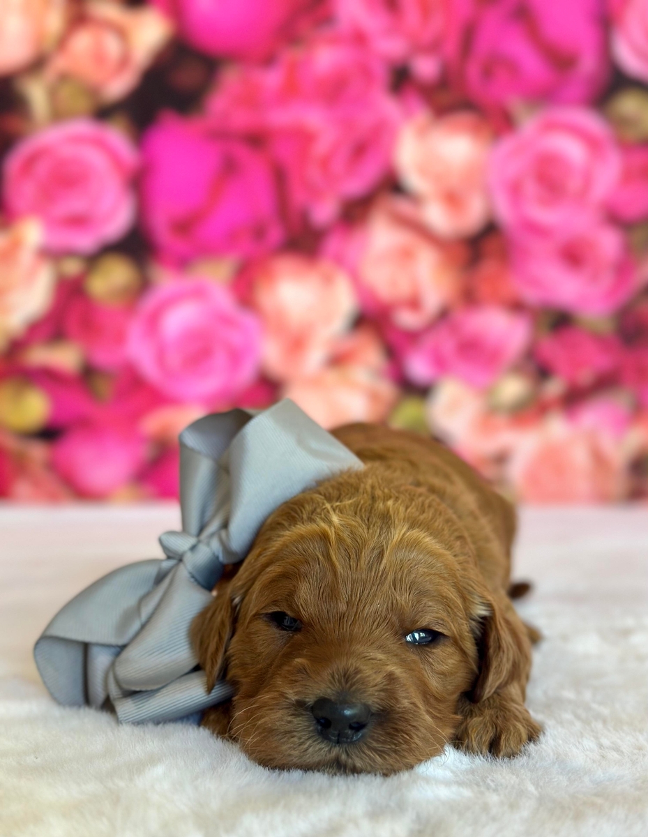 Wimberly Texas Doodles