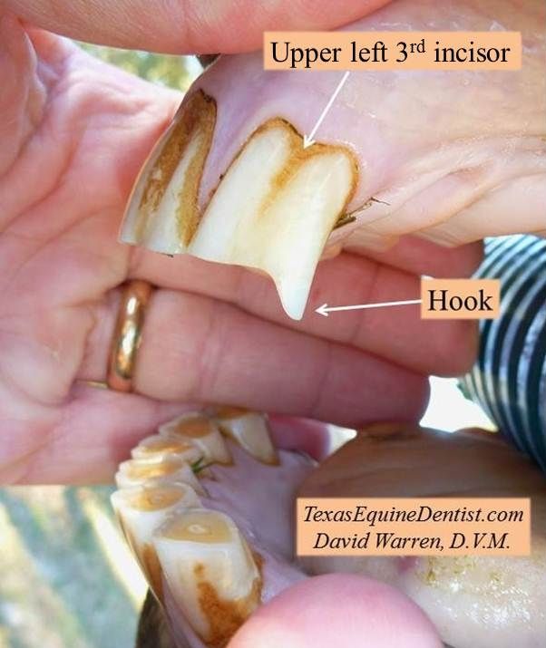 Texas Equine Dentistry Blog Texas Equine Dentistry Blog