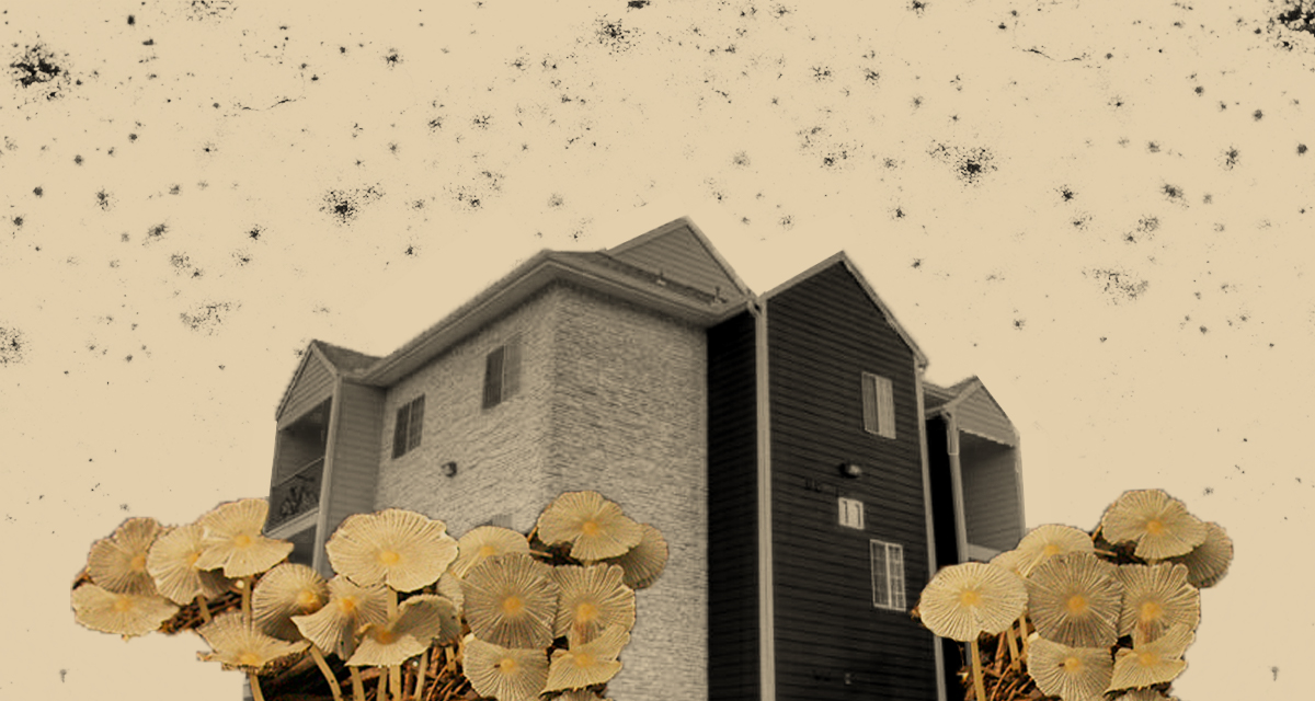 Texas Tenants With Mold in Their Homes Have Little Recourse