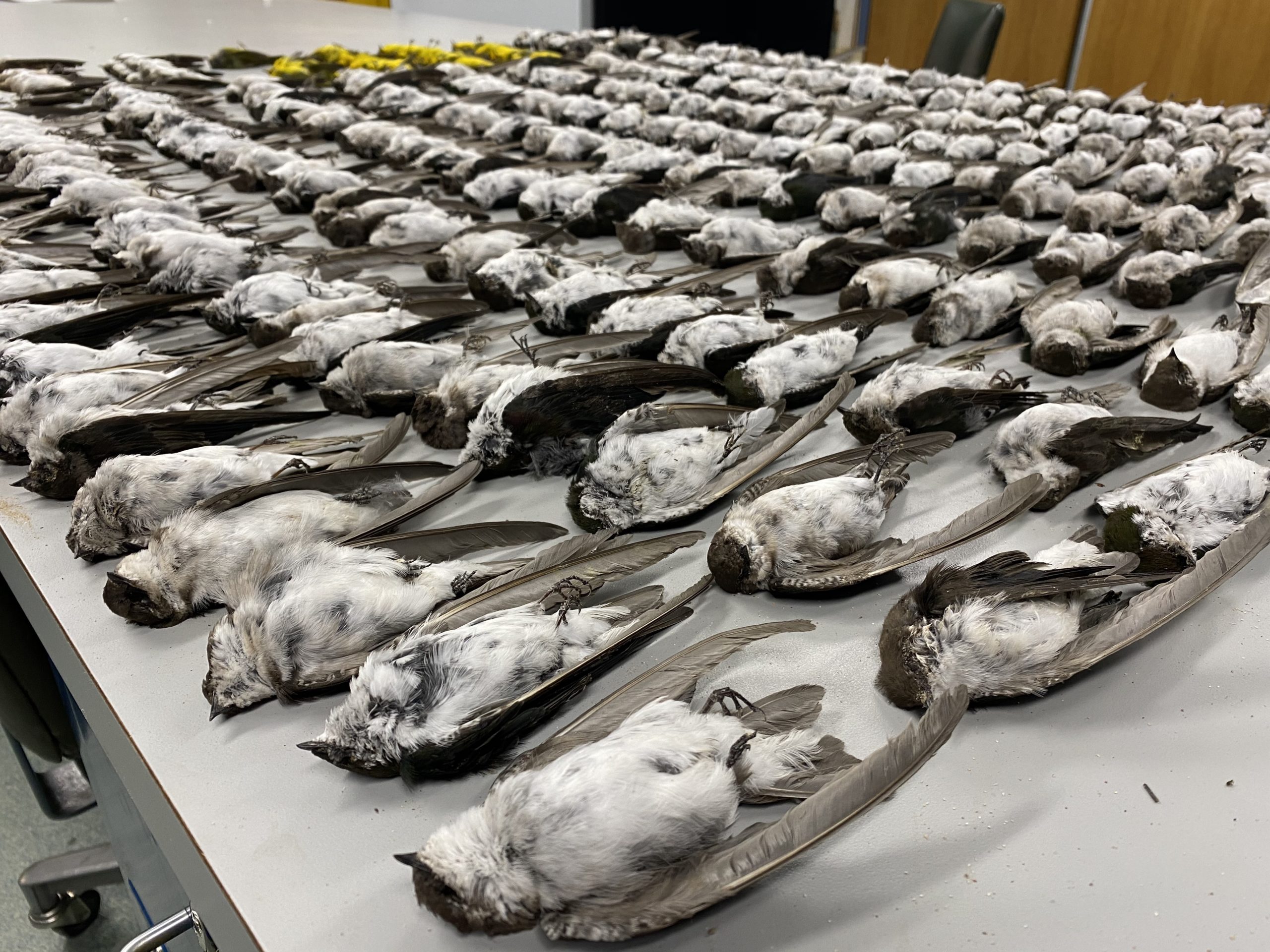 The Surprising Reason Thousands Of Birds Dropped Dead Across The Southwest Texas Standard