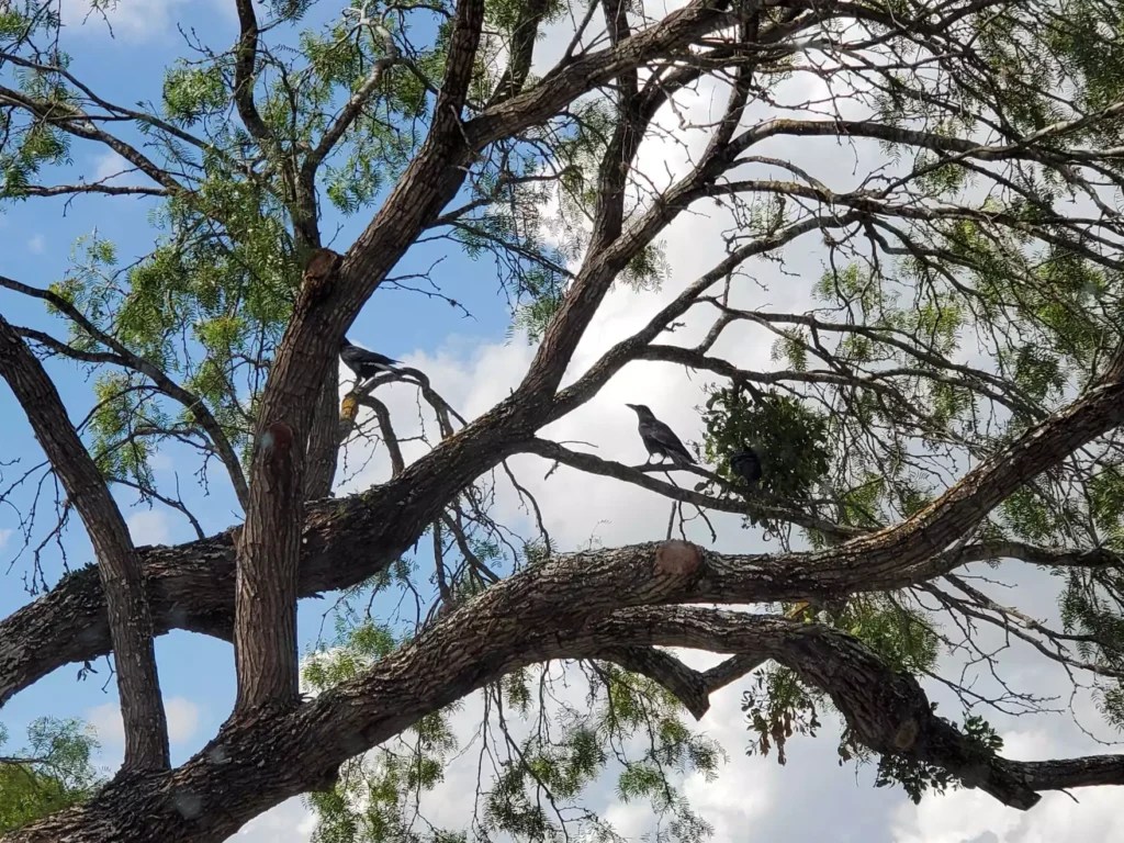 They come knocking A group of crows has visited the same East Austin