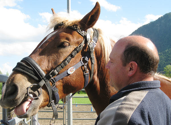 Trense und Fahrgeschirr