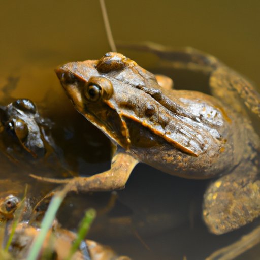 What do Frogs Eat Besides Bugs? An InDepth Look at the Diet of Frogs The Enlightened Mindset