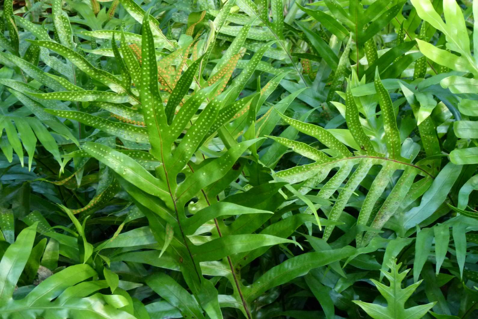Mailescented fern (Phymatosorus grossus) Thai Garden Design