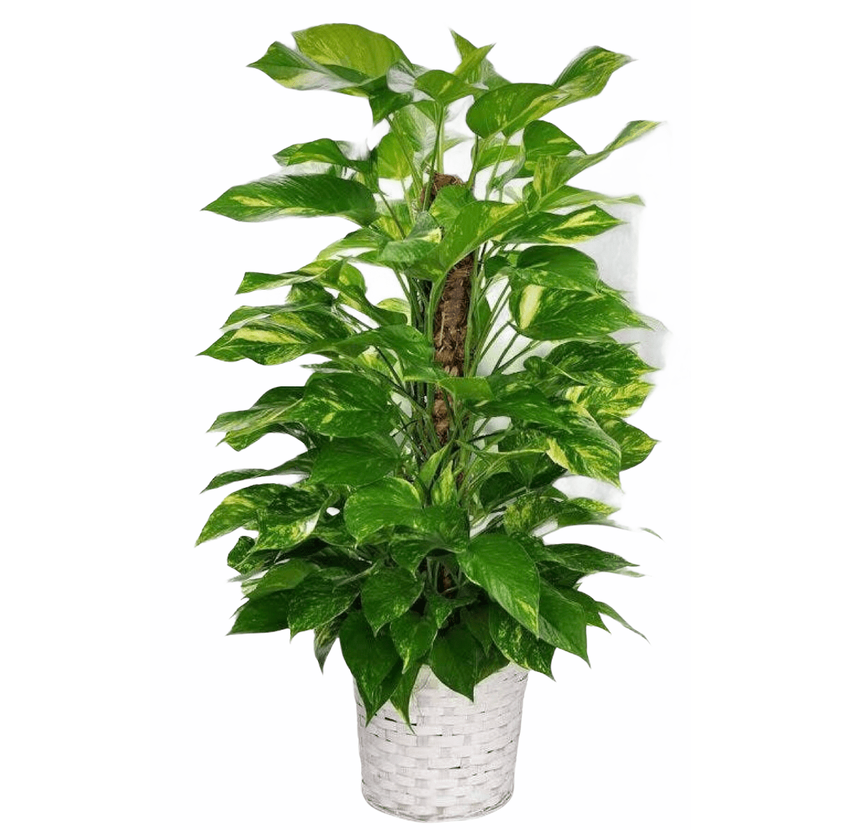 Devils Ivy Plant Thai Garden Design