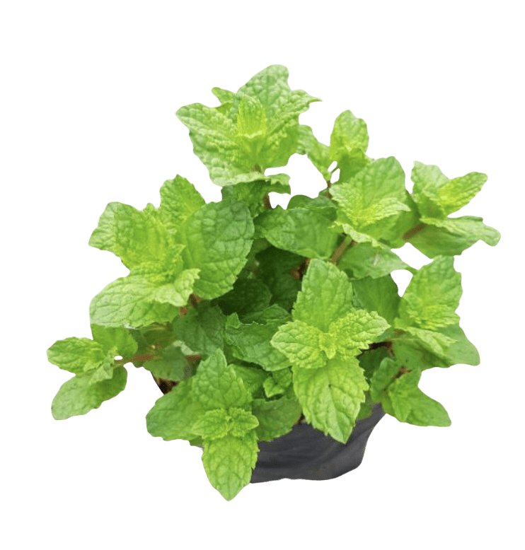 Mint Plant Thai Garden Design