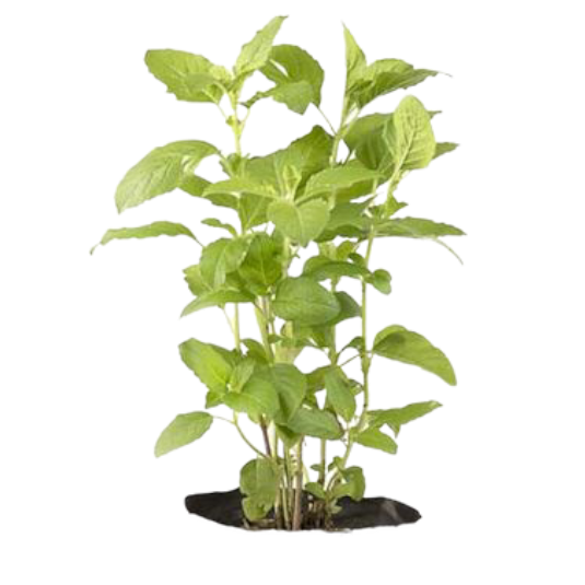 Holy Basil Plant Thai Garden Design