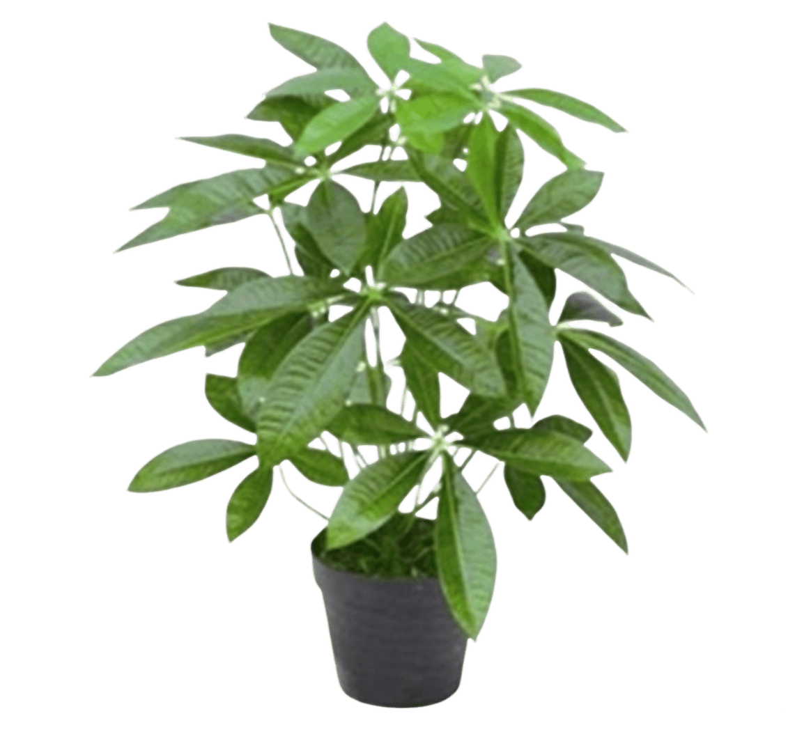 Artificial Money Tree Plant Thai Garden Design