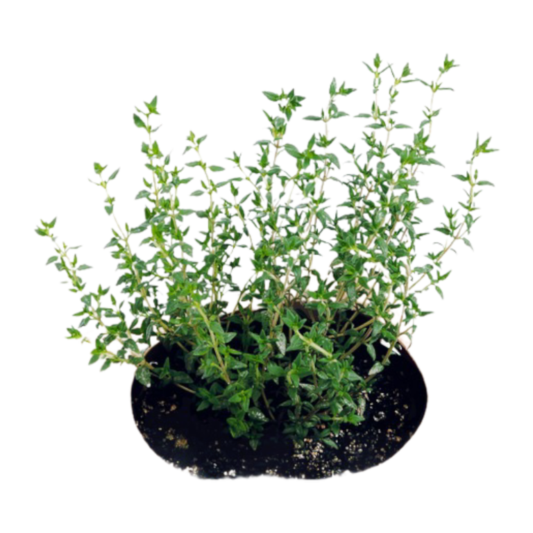 thyme bangkok thailand Archives Thai Garden Design