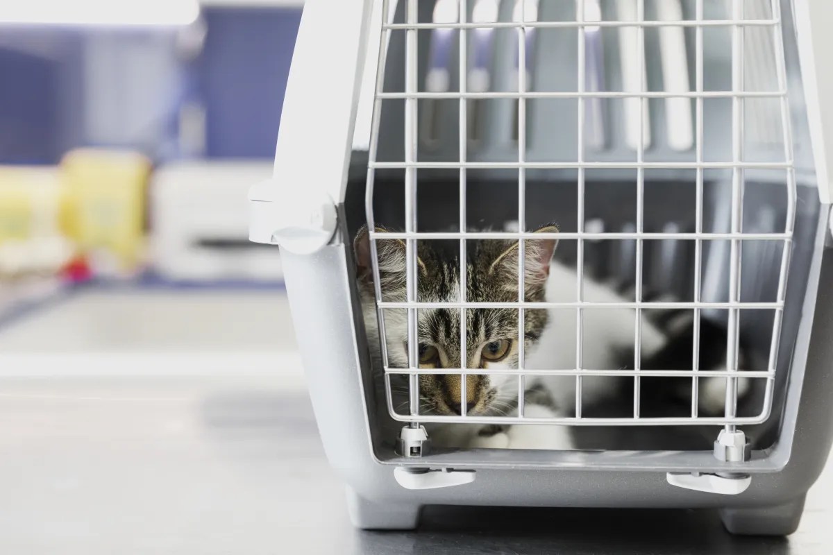 Procedures for exportation of pets at the Customs Office at