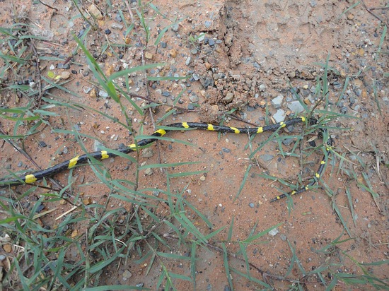 Thailand Snake Photo Collection Thailand Snakes