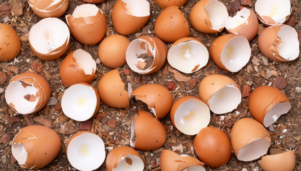 How to Make Good Use of Eggshells Thaitrick