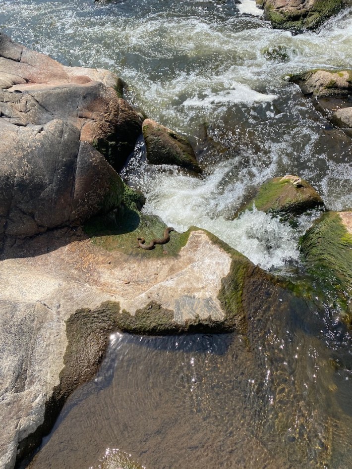 Snake in the rapids