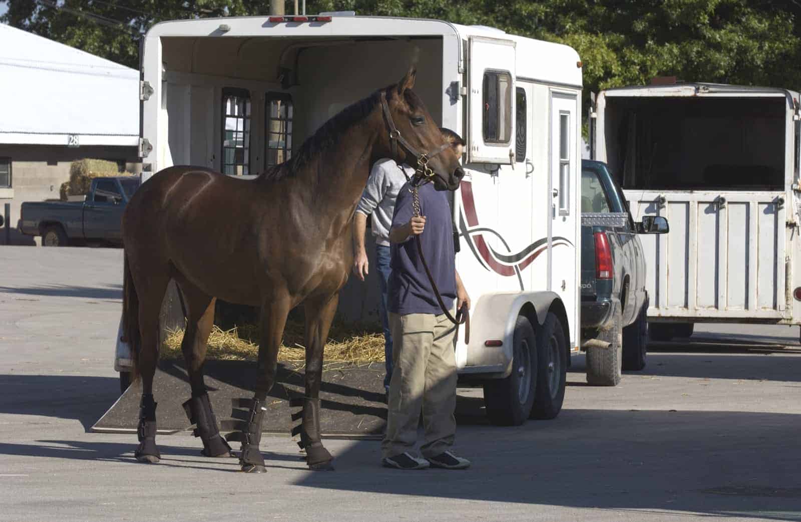 Shipment of A Horse Tips to Help You with The Easy Relocation of Your