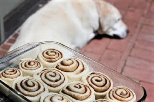 Sweet, tender frosted classic cinnamon rolls - dripping with icing, these cinnamon buns will start your morning on a delicious note! Unbaked classic cinnamon rolls with a yellow lab in the background