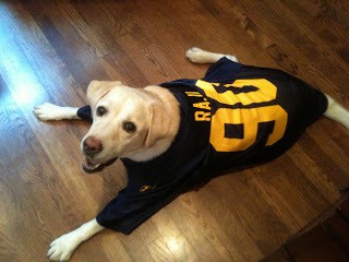 Family dog wishing she could have a bite of a molten lava cake Lambeau, our lab, wearing retro football jersey.