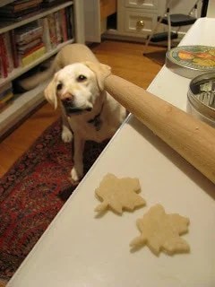 Tips for making the best apple pie recipe Yellow lab looking at the kitchen counter for a treat.