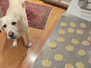 Classic Pumpkin Pie - the Libby's recipe on steroids Lambeau the lab checking out the pumpkin pie crust cutouts.