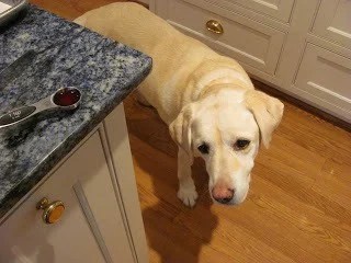 Best toffee recipe - a tried and true recipe for English Toffee that's perfect for holiday gifts Lambeau the labrador in the kitchen looking for crumbs