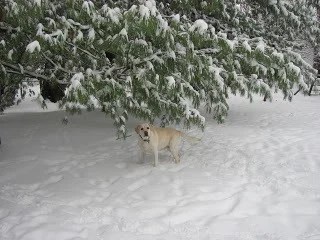 Our first dog, Lambeau, outside on a snowy day.