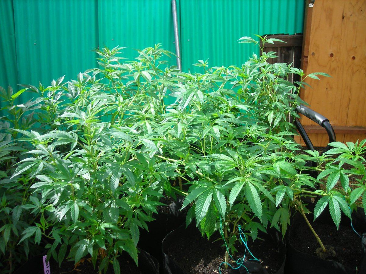 Recycle Soil THCFarmer Cannabis Cultivation Network