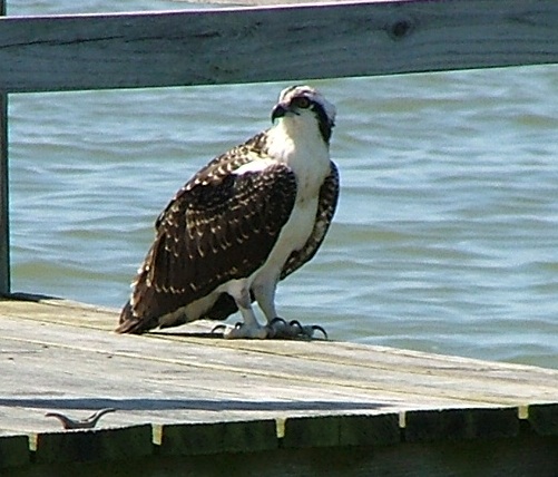 Visit an Osprey Nest – Live Osprey Cam | THE CHESAPEAKE TODAY LLC