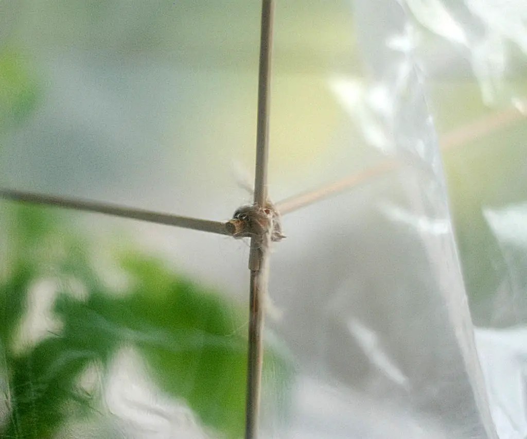 Make Your Own Super Cheap Windowsill Greenhouse The Diy Life