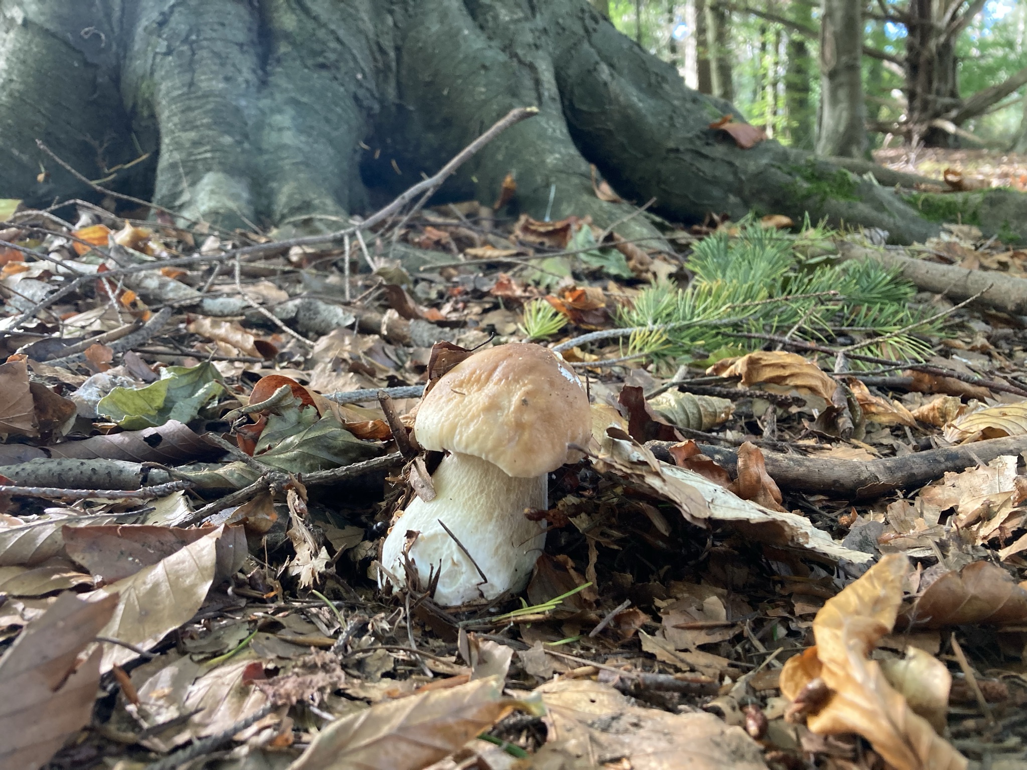 Foraging The Personal Chef