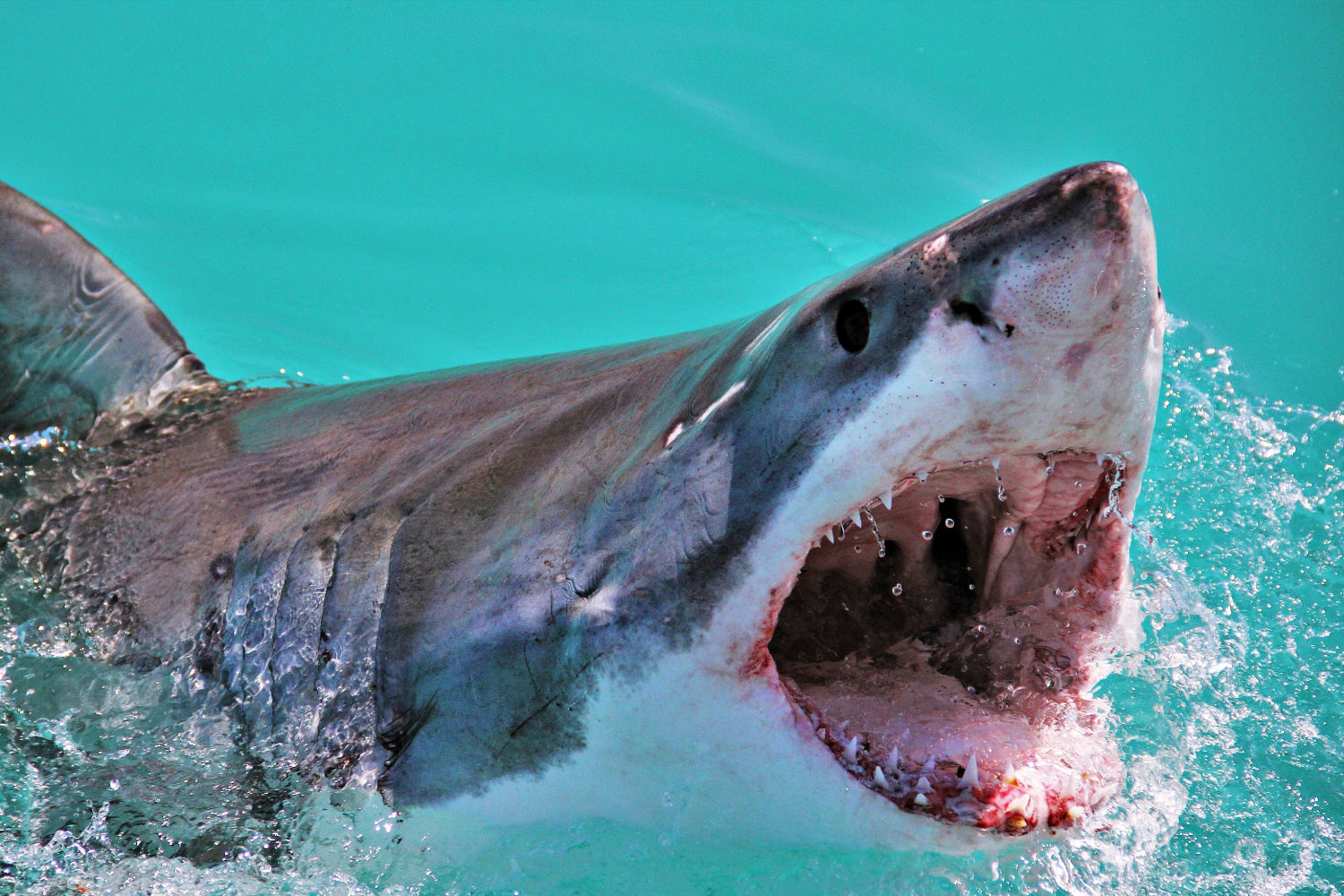 Surfer, 26, killed by unknown species of shark off coast of Monterey