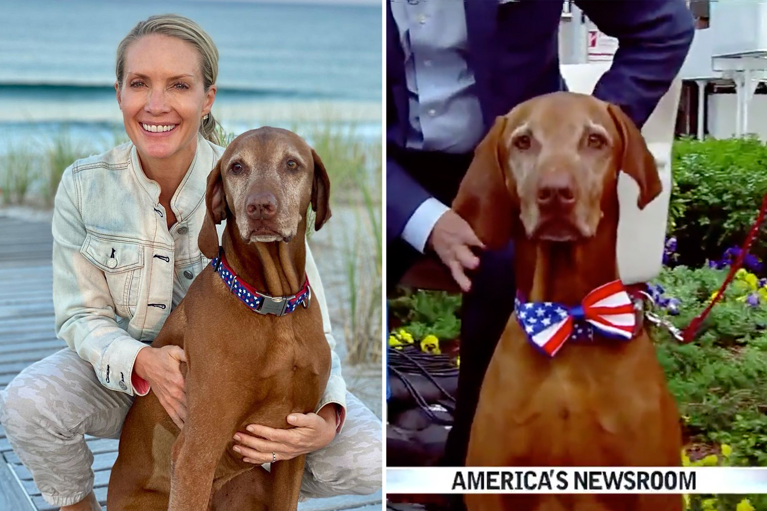'America's Dog' Jasper dies from fastspreading cancer