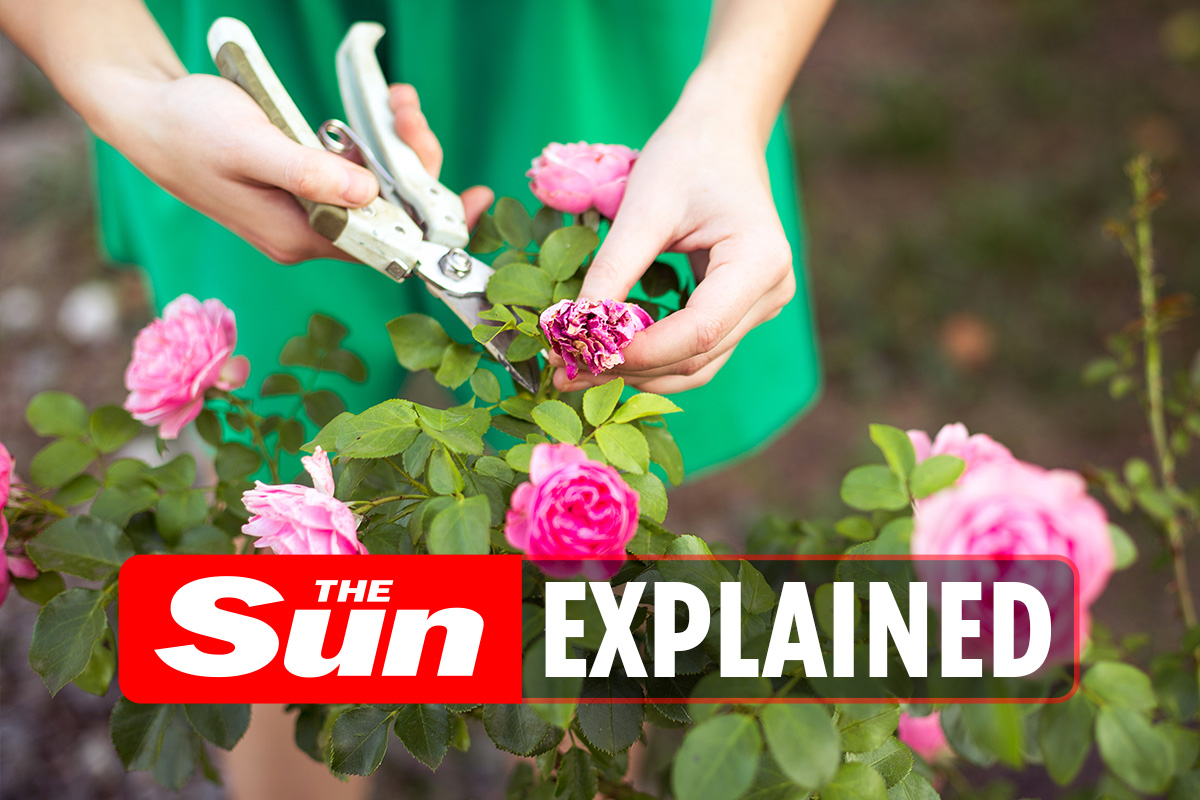 15 Tips To Make Your Roses Bloom More Perry Homes atelieryuwa.ciao.jp