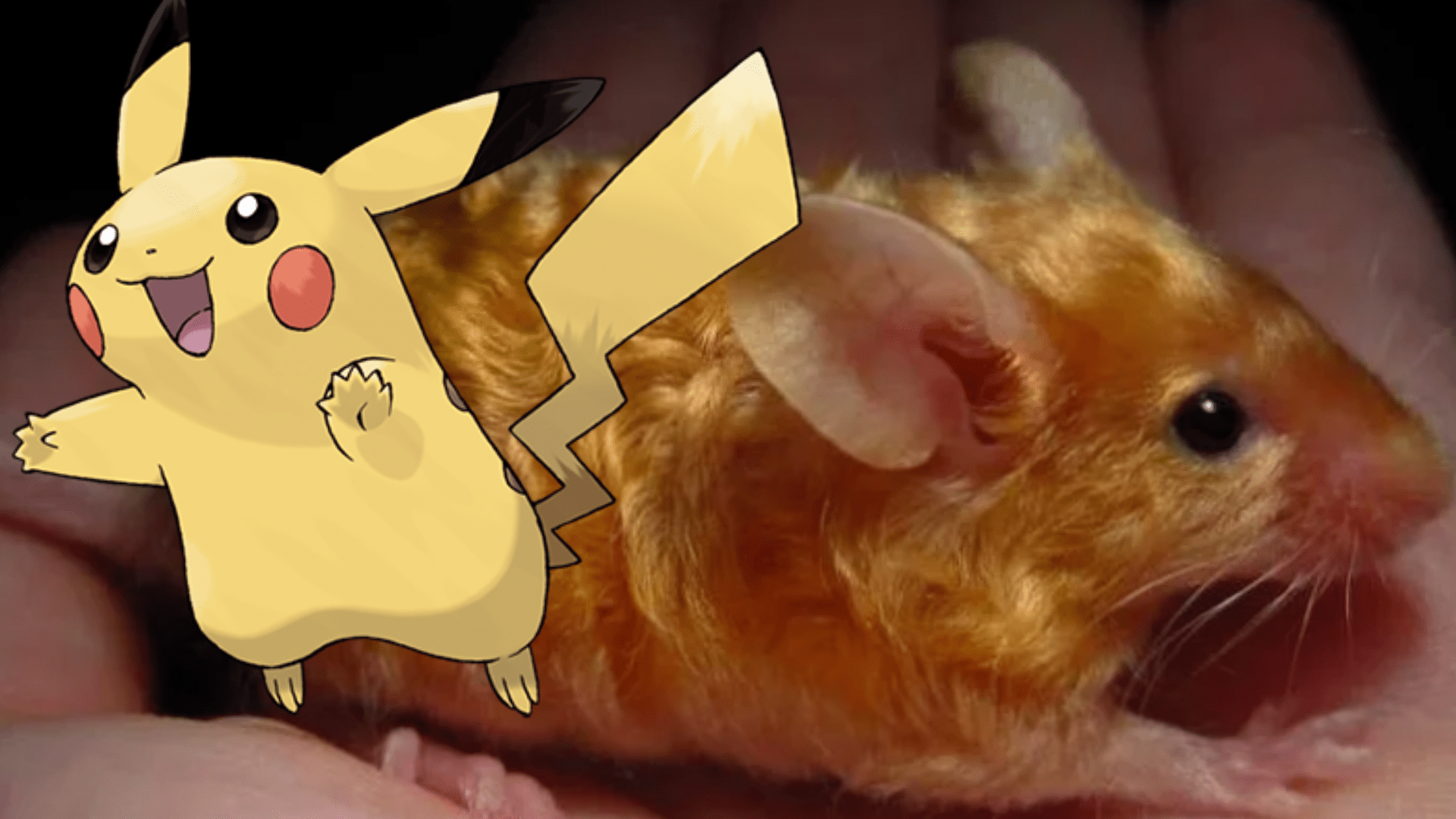 Pokemon In Real Life Pikachu