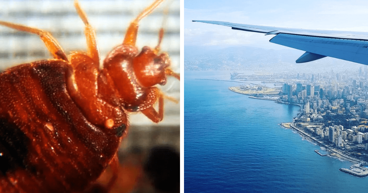 Bed Bugs From France Could Have Already Entered Lebanon