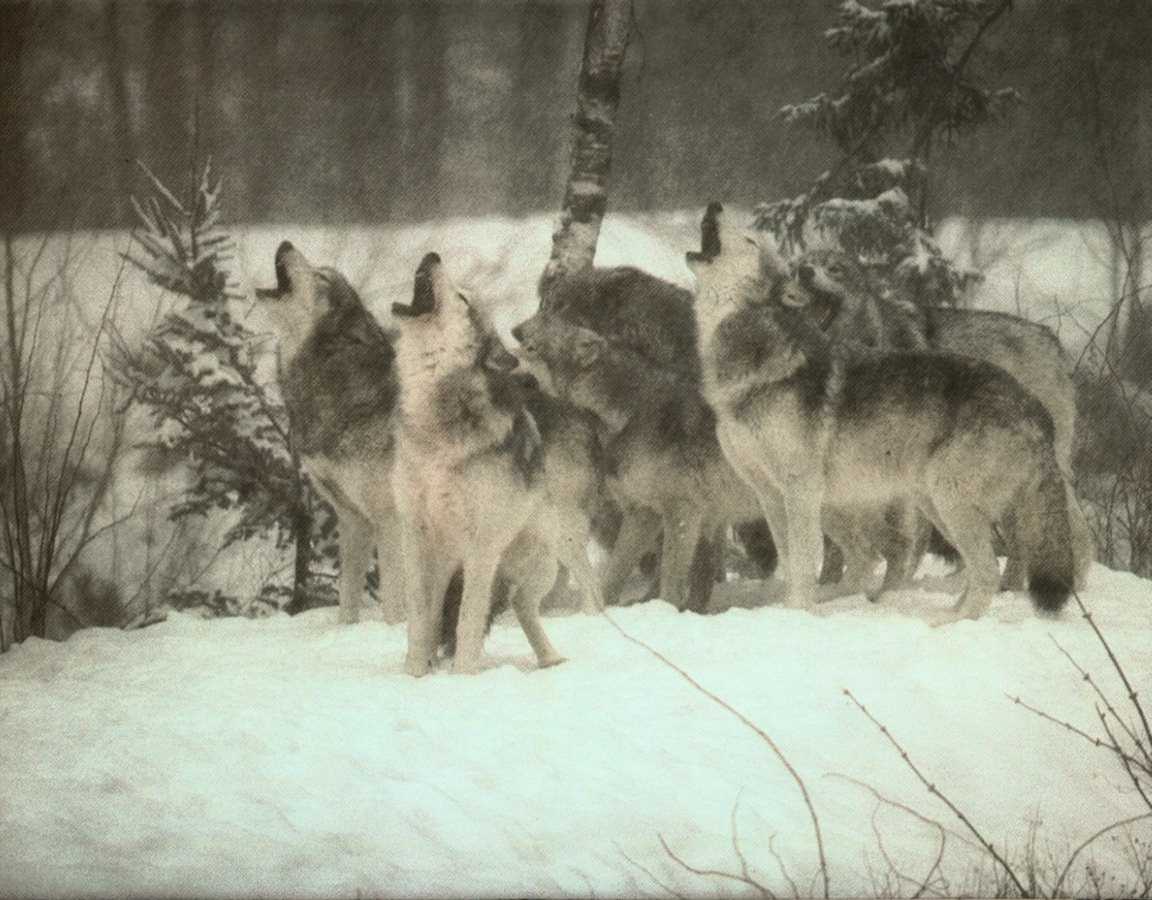 Wolves