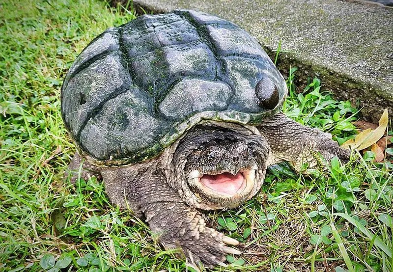 Common Snapping Turtle The Animal Facts Appearance