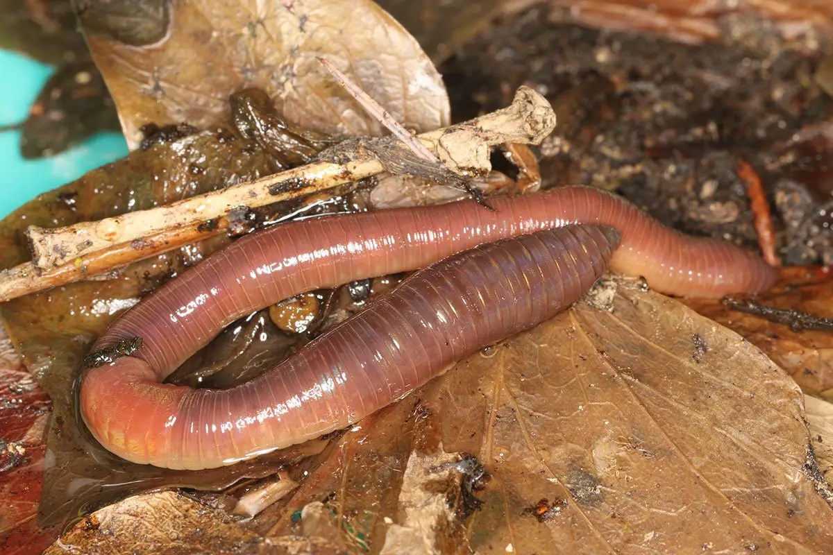 Earthworm The Animal Facts Appearance, Diet, Habitat, Behavior