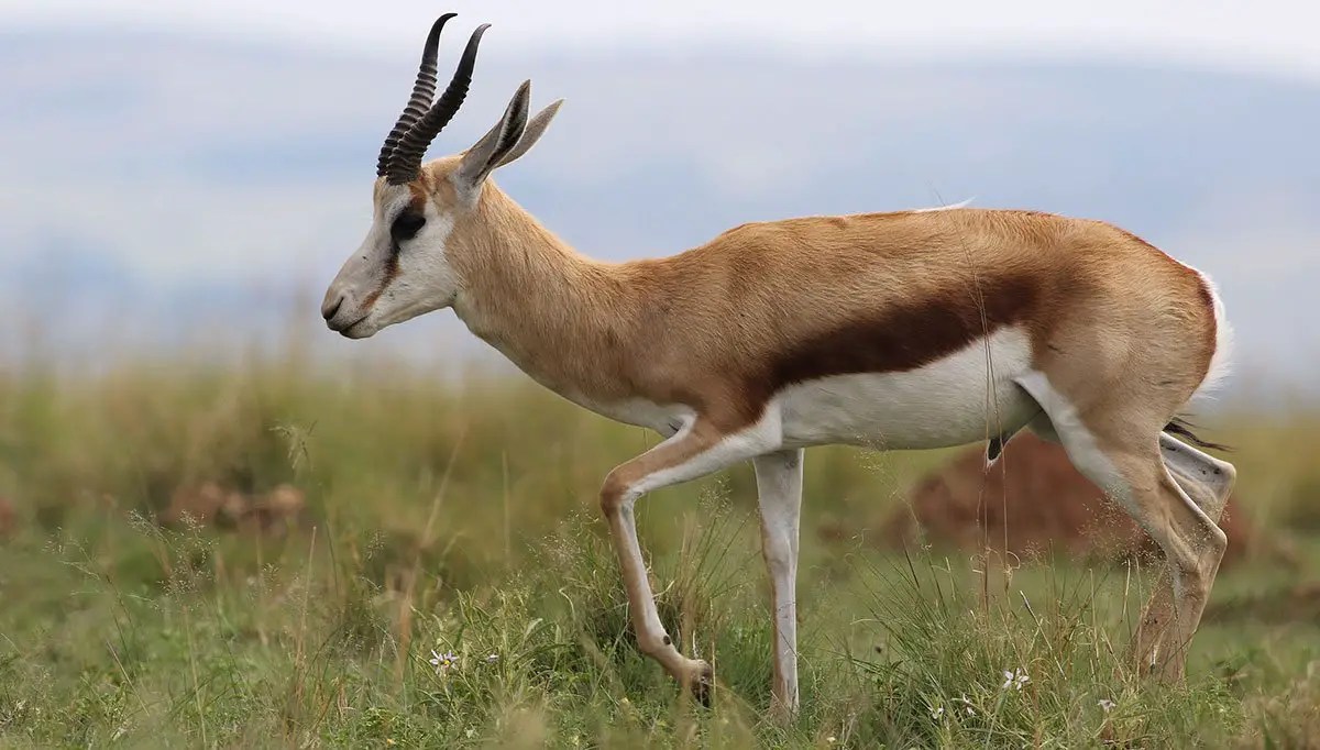 Springbok The Animal Facts Appearance, Diet, Habitat, Behavior, Range