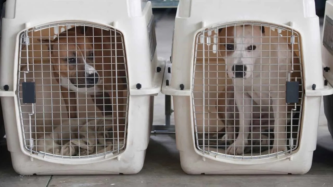 Dogs released at Kabul airport after animal charity tried to rescue them
