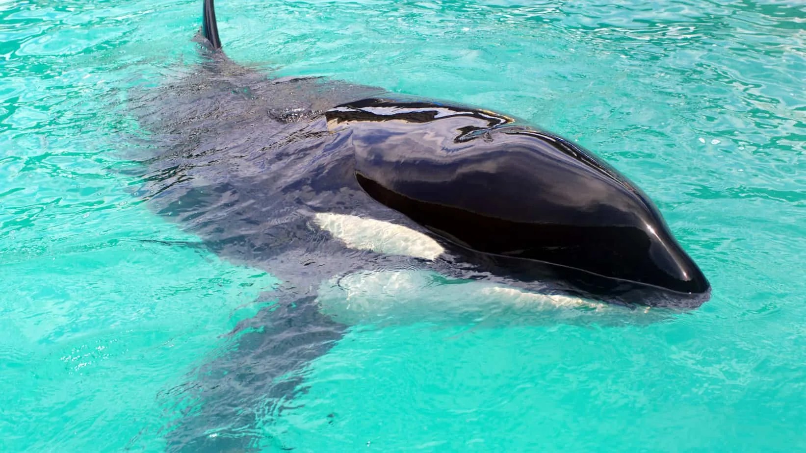 New drone footage of lonely orca Kiska at Marineland in Canada