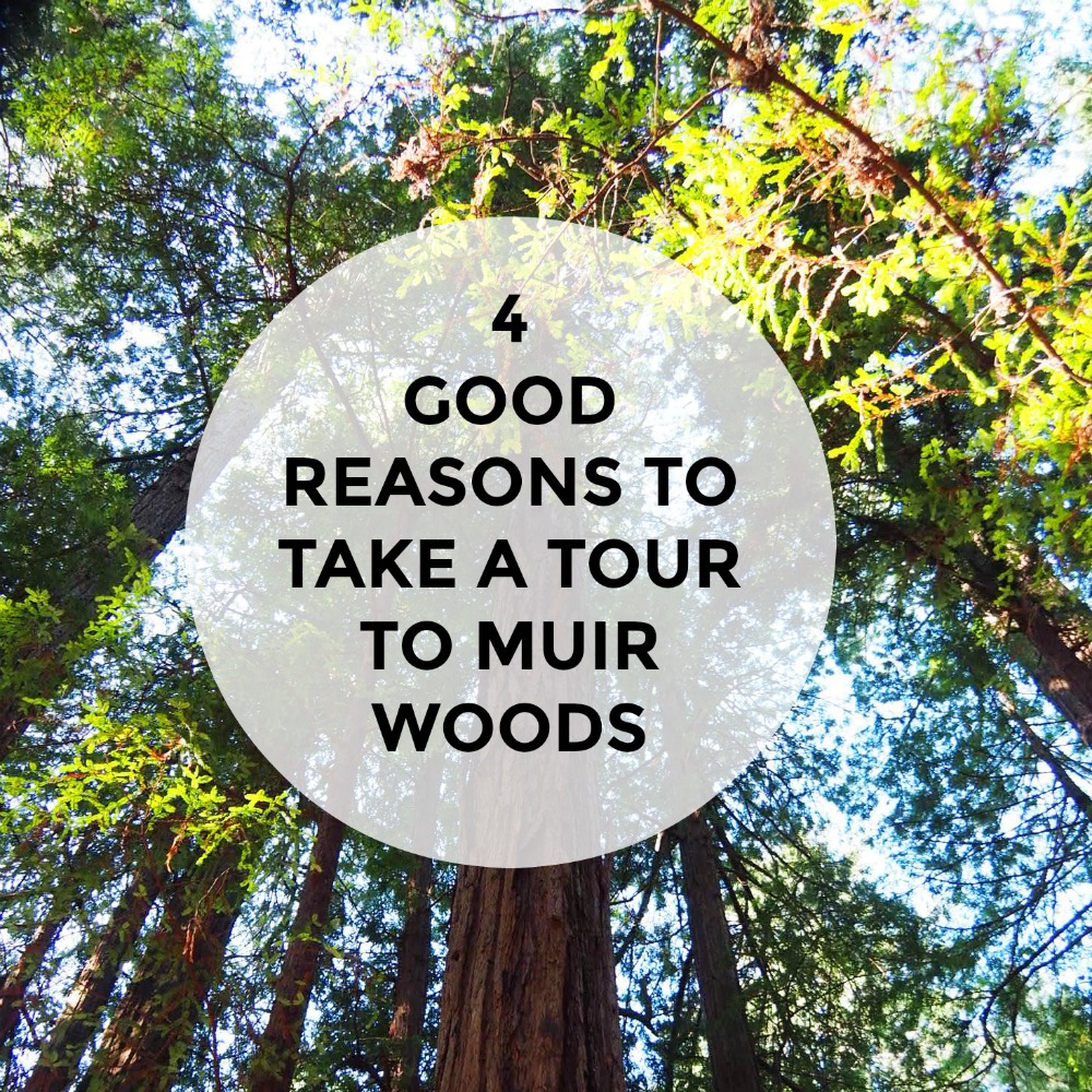 4 Good Reasons to Take a Tour to Muir Woods The Annoyed