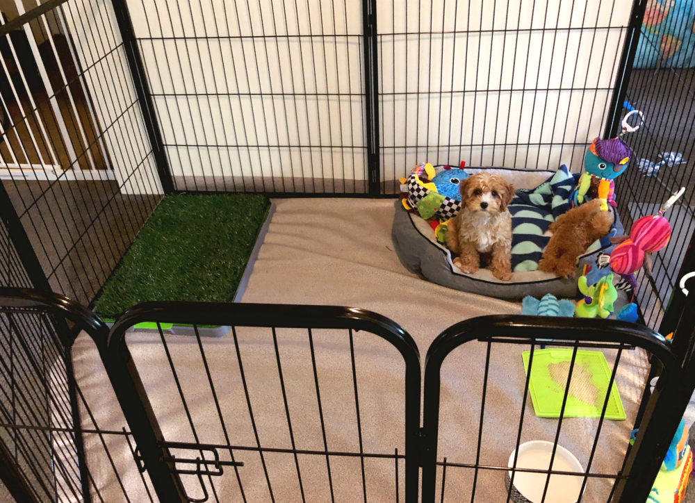 11 Must Have Puppy Essentials A Guide For New Pawrents The Annoyed