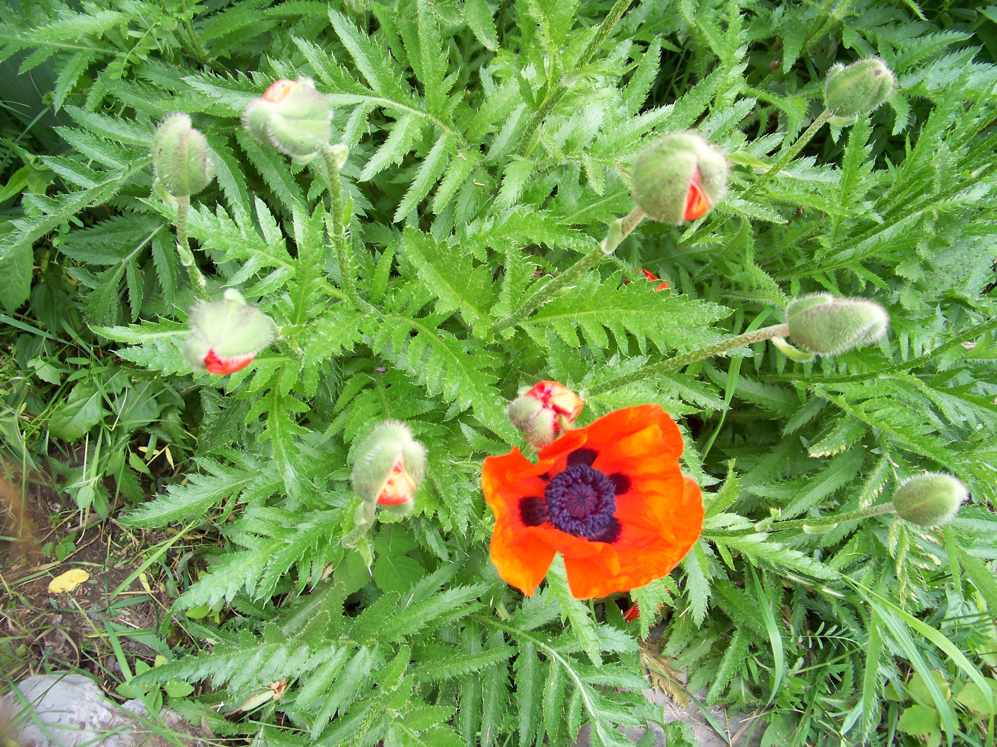 The Poppy Story