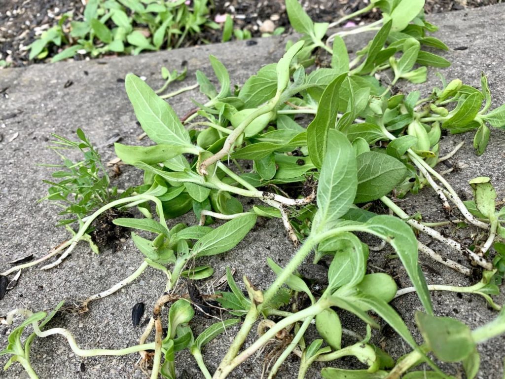 Increase Sunflower Yield Learn How, when And Why to Deadhead The Arches