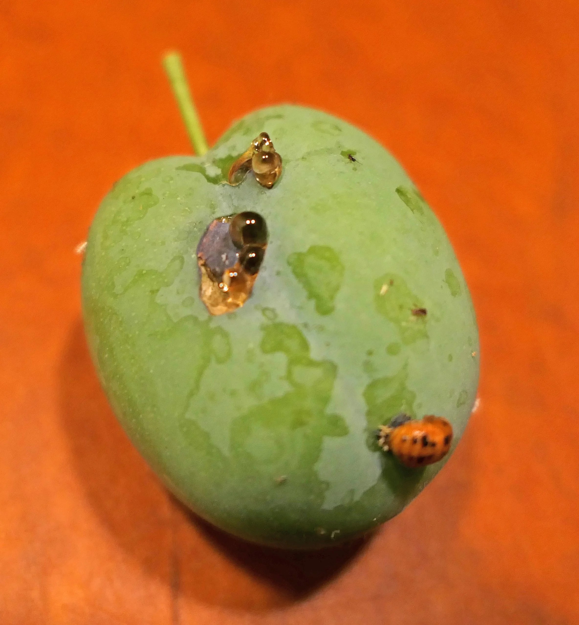 Do Willows Attract Bugs The Arches