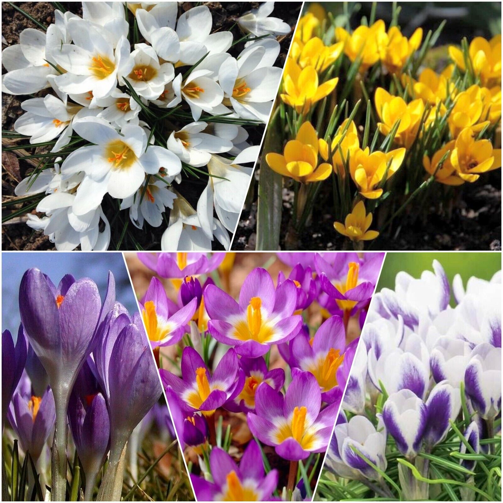 25 MustSee Early Spring Flowering Plants For Your Gardens TheArches