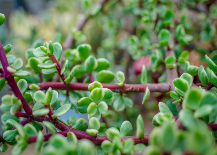 22 Beautiful Plants With Stunning RedColored Stems TheArches