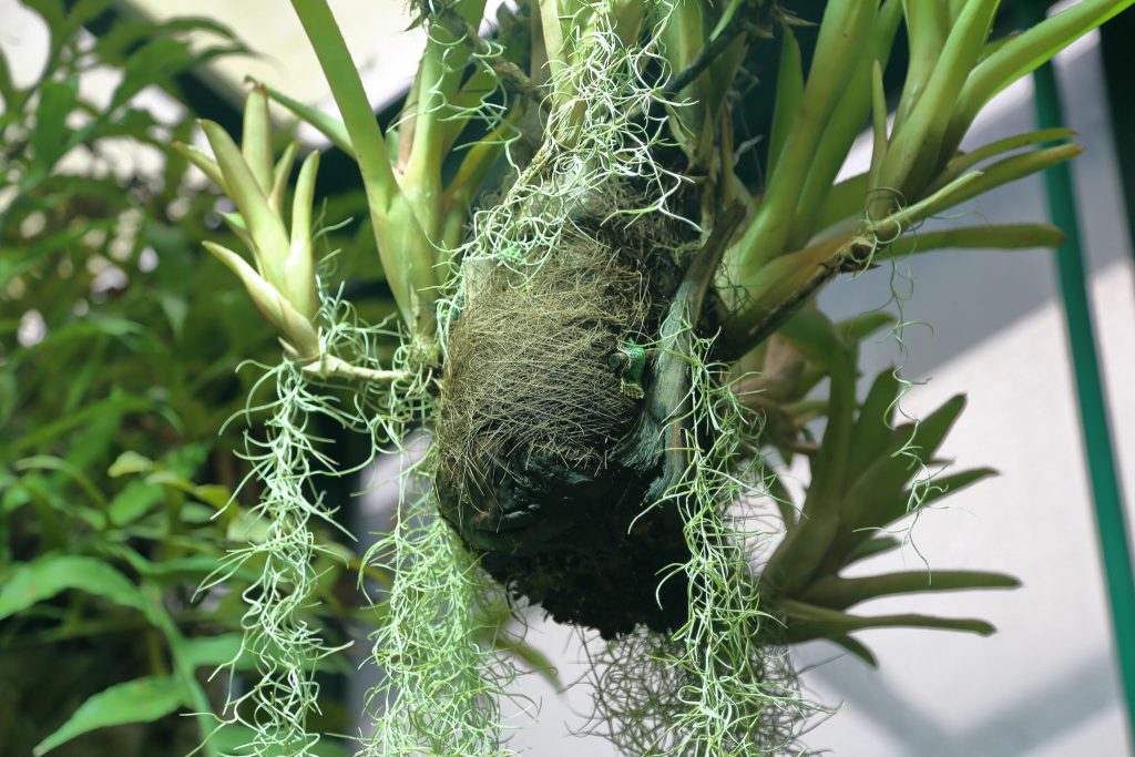 How to Care for Tillandsia Usneoides 'Spanish Moss' for Beginners The