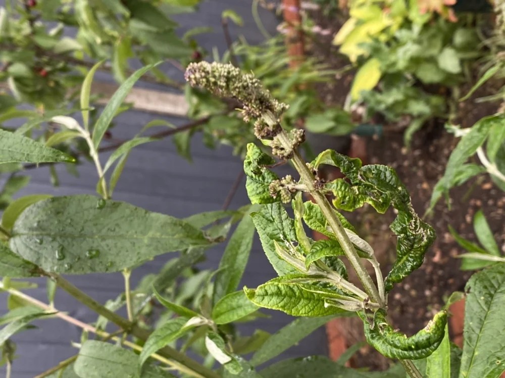 How and When To Prune Buddleja Tips For a Beautiful Garden The Arches